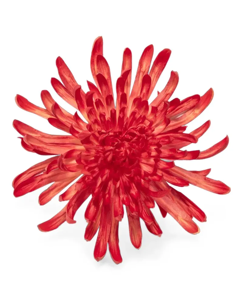 Jennifer Behr Chrysantheme Brosche aus Seidenorganza - Rot Rot