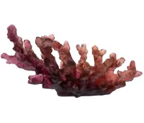 Mittelgroße Coral Sea Schale