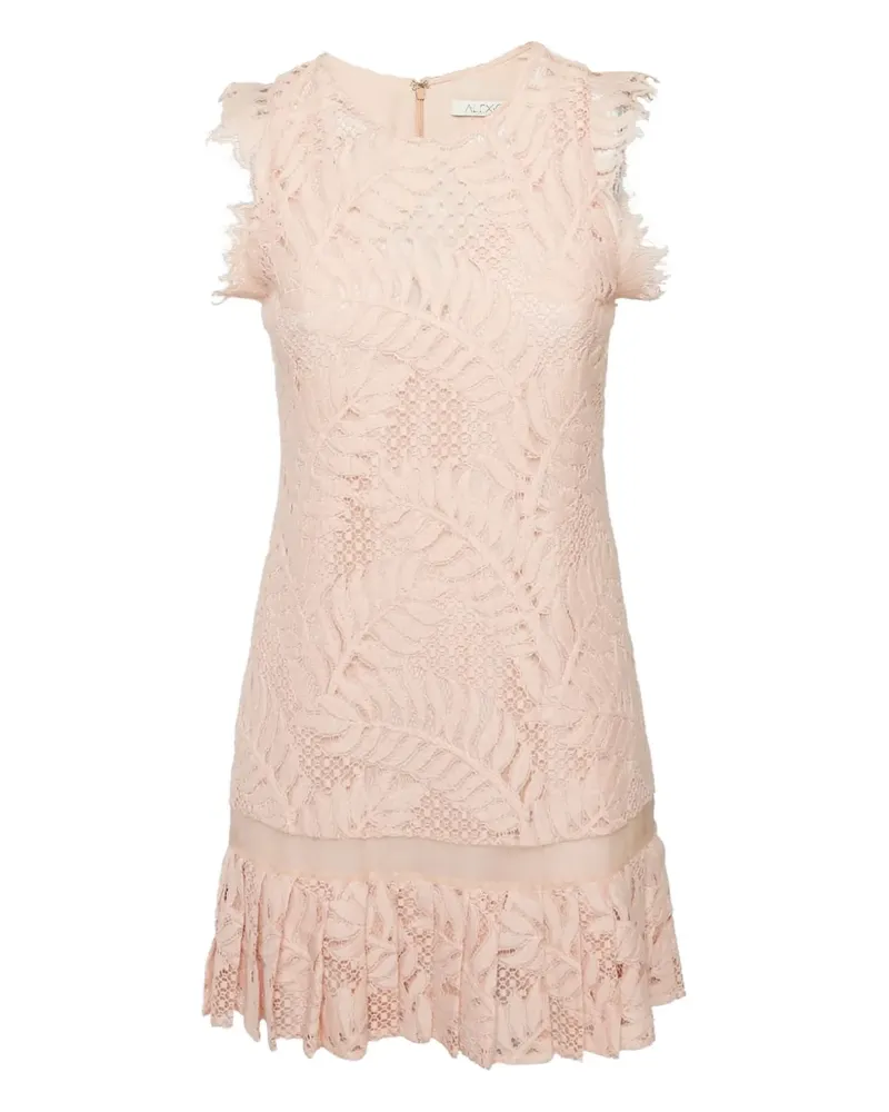 Alexis Kleid mit Spitze - Rosa Rosa