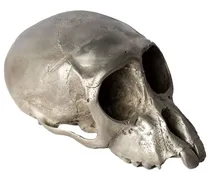 Monkey Skull Skulptur