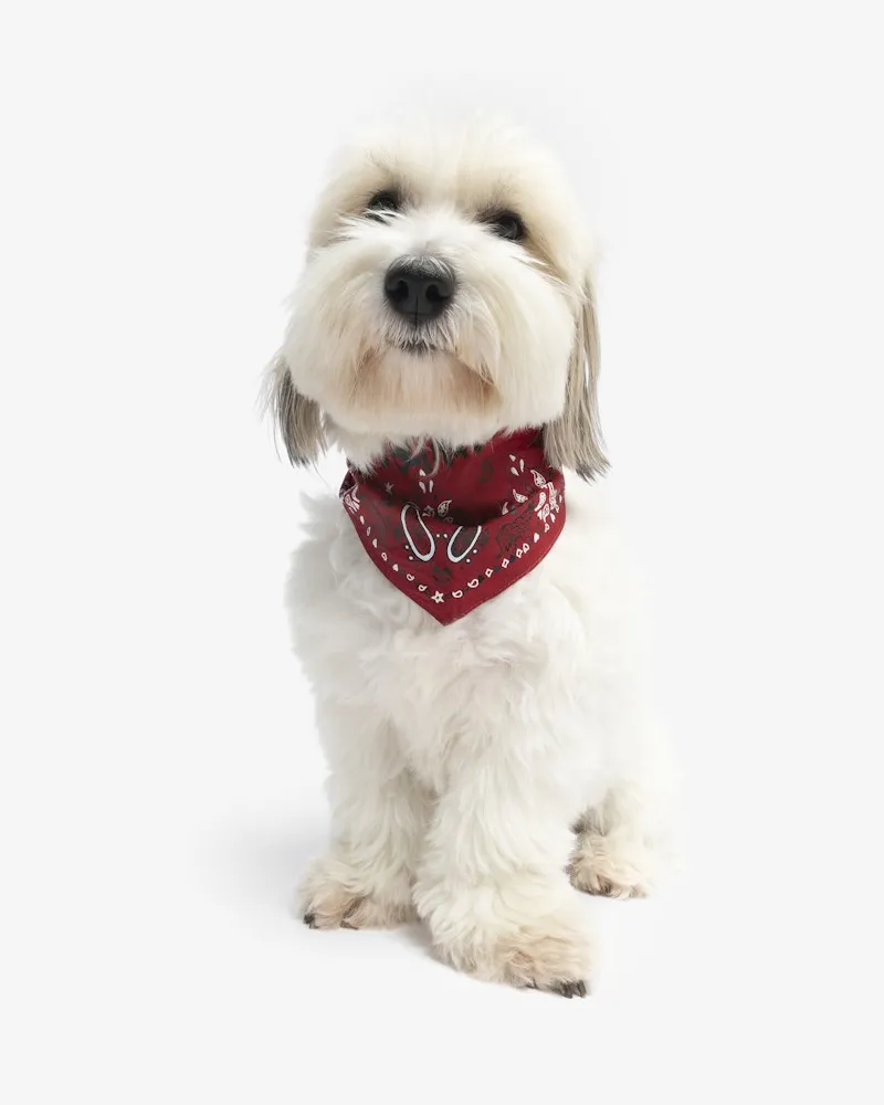 Zadig & Voltaire Bandana Zadog 