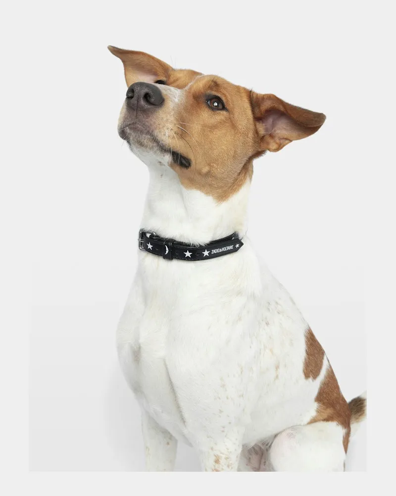 Zadig & Voltaire Zadog Halsband Schwarz