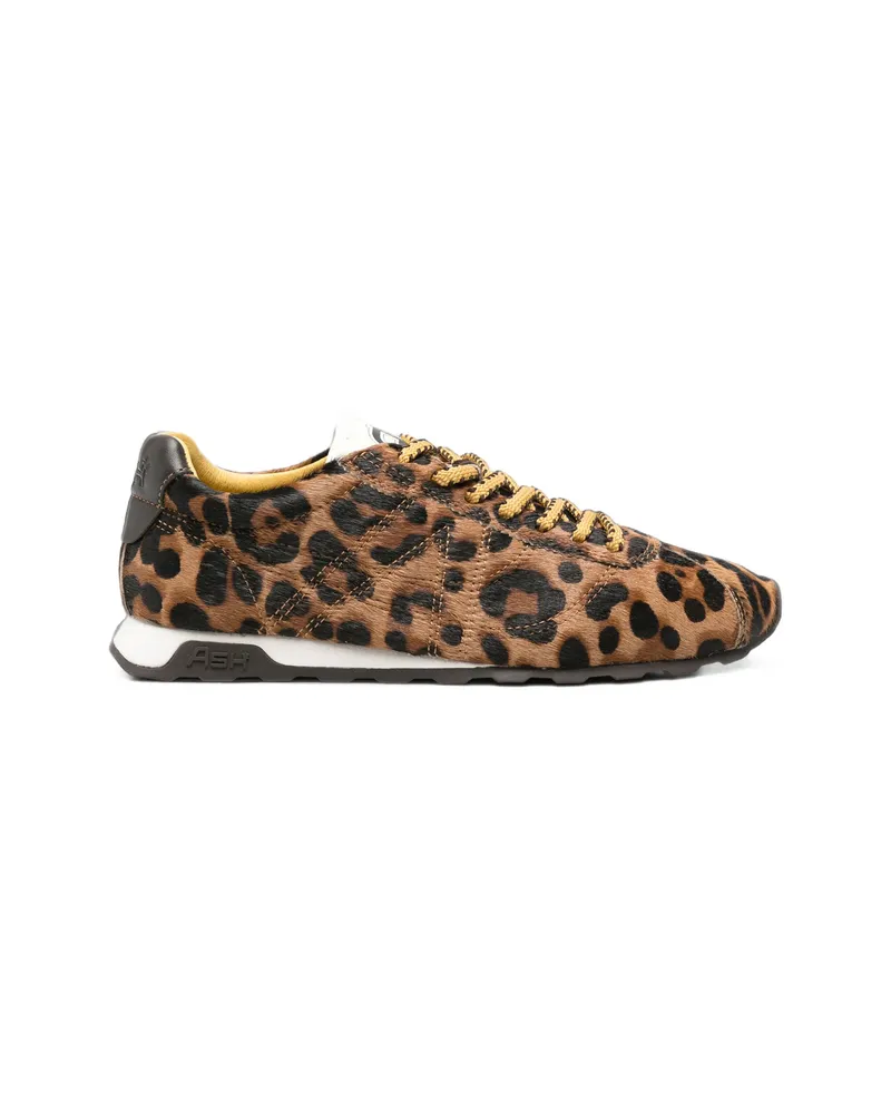 ash Sneakers Brown