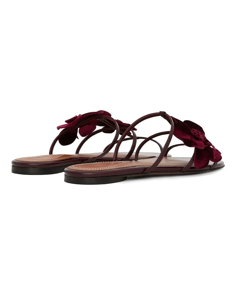 Zimmermann Orchid Sandals — Burgundy Burgundy